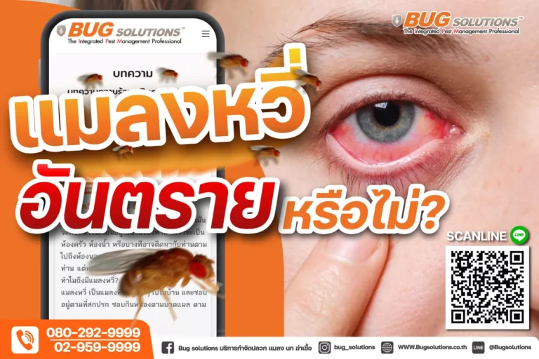 แมลงหวี่