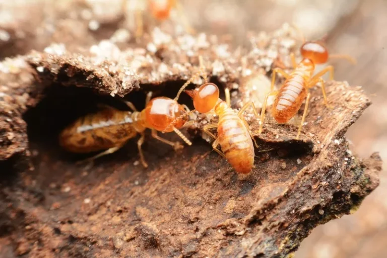 termite
