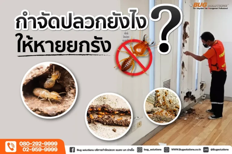 กำจัดปลวก ปลวก