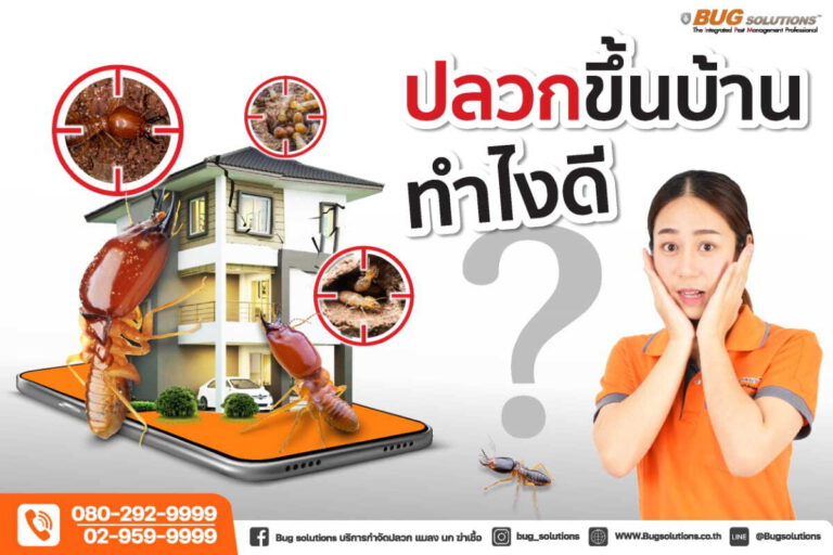 ปลวกขึ้นบ้านทำไงดี