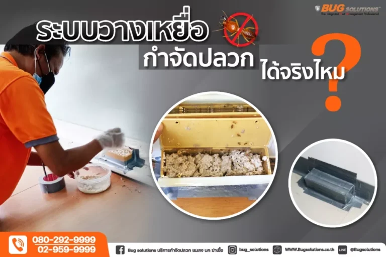 กำจัดปลวก ระบบเหยื่อ