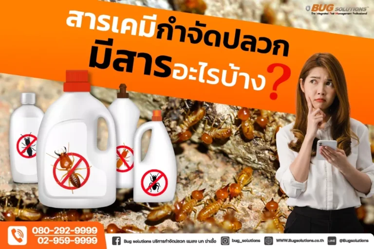 สารเคมีกำจัดปลวก มีสารอะไรบ้าง กำจัดปลวก