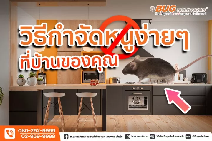 กำจัดหนู หนู