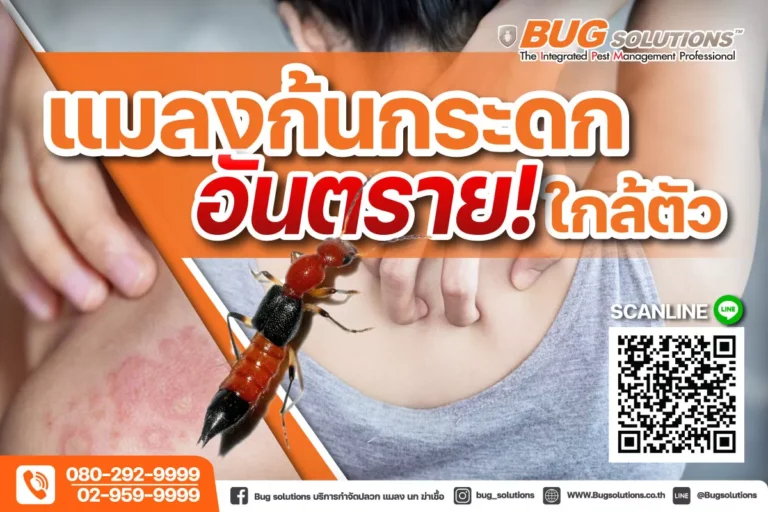 แมลงก้นกระดก