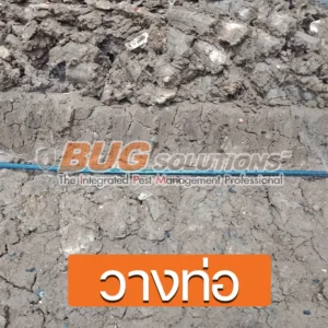 4 วิธีกำจัดปลวกถาวร กำจัดปลวก