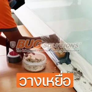 4 วิธีกำจัดปลวกถาวร กำจัดปลวก