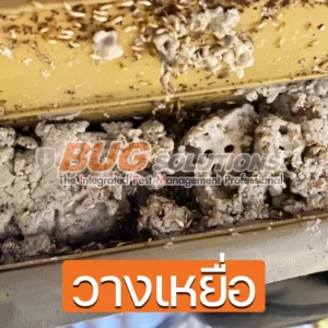4 วิธีกำจัดปลวกถาวร กำจัดปลวก
