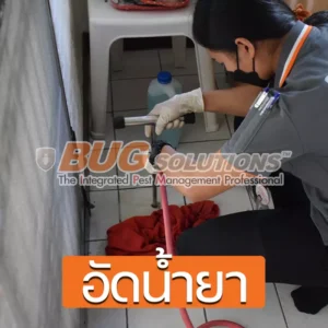 4 วิธีกำจัดปลวกถาวร กำจัดปลวก