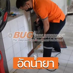 4 วิธีกำจัดปลวกถาวร กำจัดปลวก