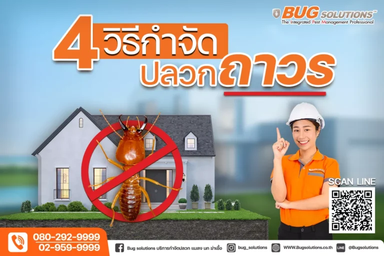 4 วิธีกำจัดปลวกถาวร กำจัดปลวก