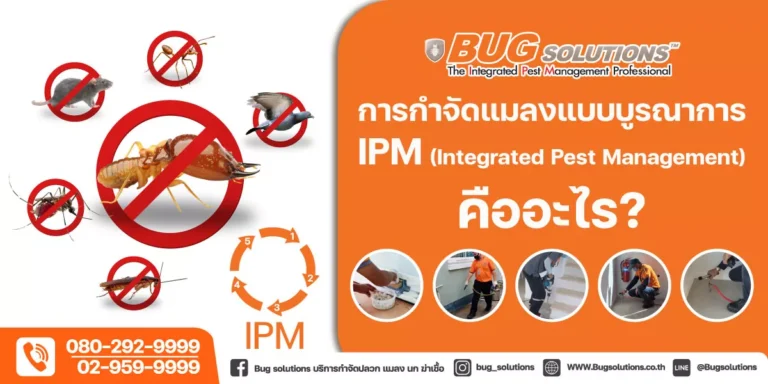 การกำจัดแมลง