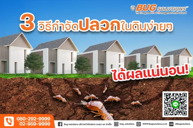 กำจัดปลวก ปลวก