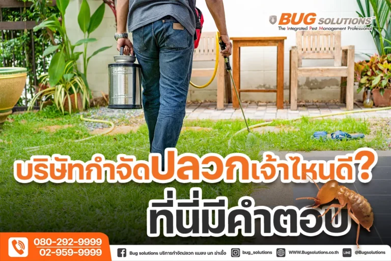 บริษัทกำจัดปลวกเจ้าไหนดี ที่นี่มีคำตอบ