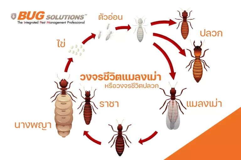 วงจรชีวิตปลวก
