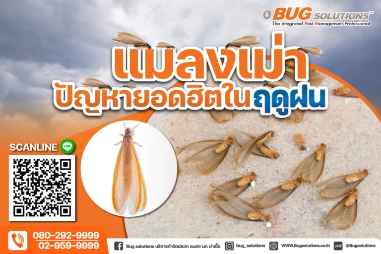 แมลงเม่า