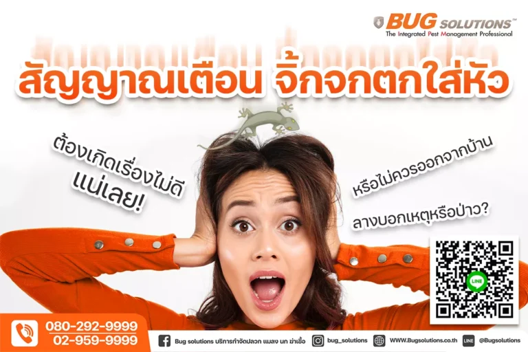 สัญญาณเตือน จิ้งจกตกใส่หัว