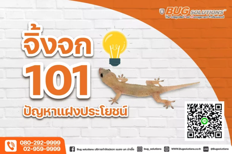 รู้จักจิ้งจก 101 ปัญหาแฝงประโยชน์