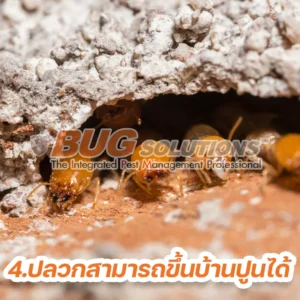 5 ความจริง เกี่ยวกับปลวก