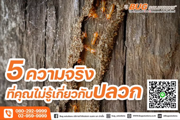 5 ความจริง เกี่ยวกับปลวก