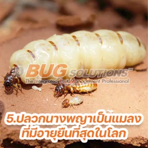 5 ความจริง เกี่ยวกับปลวก