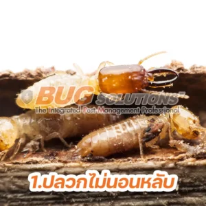 5 ความจริง เกี่ยวกับปลวก