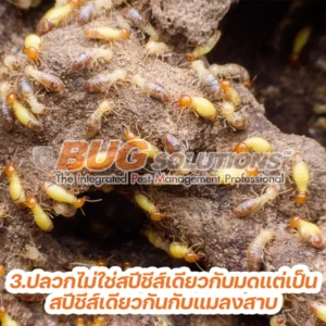 5 ความจริง เกี่ยวกับปลวก