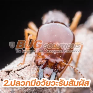 5 ความจริง เกี่ยวกับปลวก