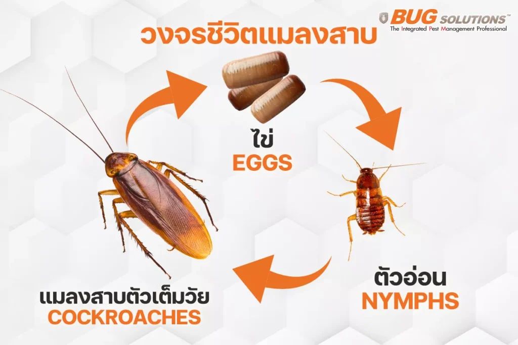 วงจรชีวิตแมลงสาบ