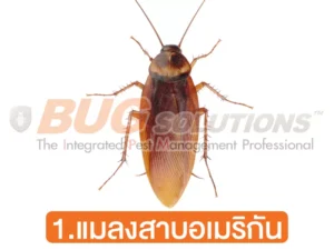 แมลงสาบอเมริกัน