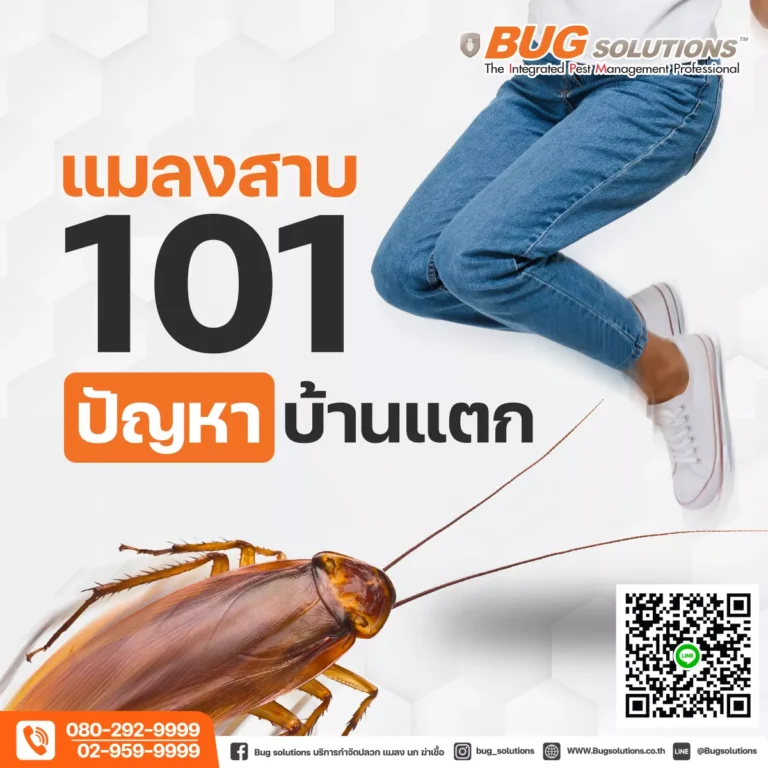 แมลงสาบ 101 ปัญหาบ้านแตก