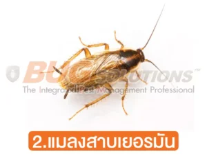แมลงสาบเยอรมัน
