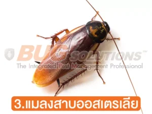แมลงสาบออสเตรเลีย