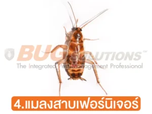 แมลงสาบเฟอร์นิเจอร์
