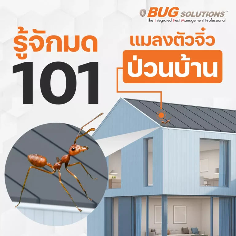 มด