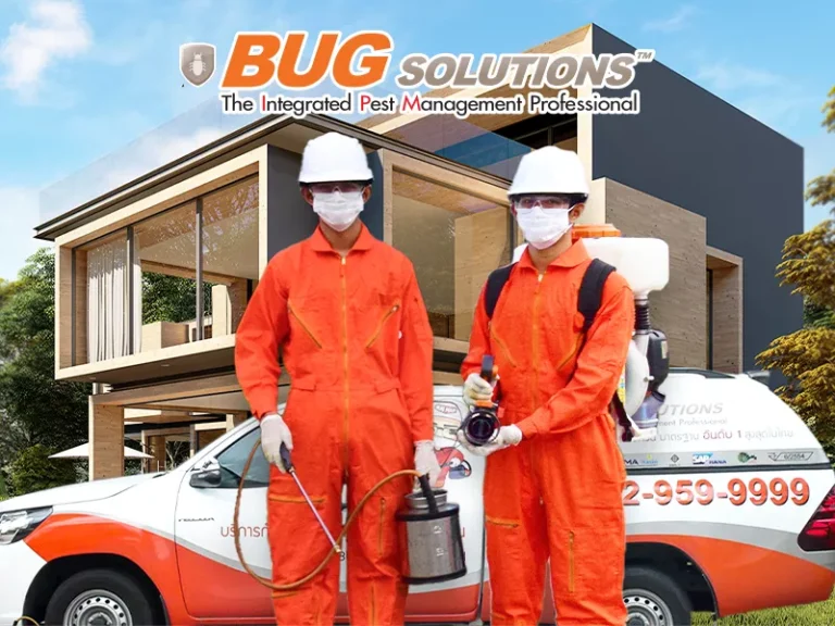bugsolutions