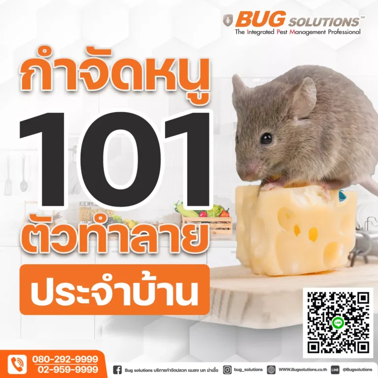 กำจัดหนู