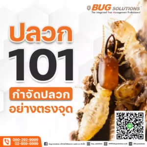 กำจัดปลวก
